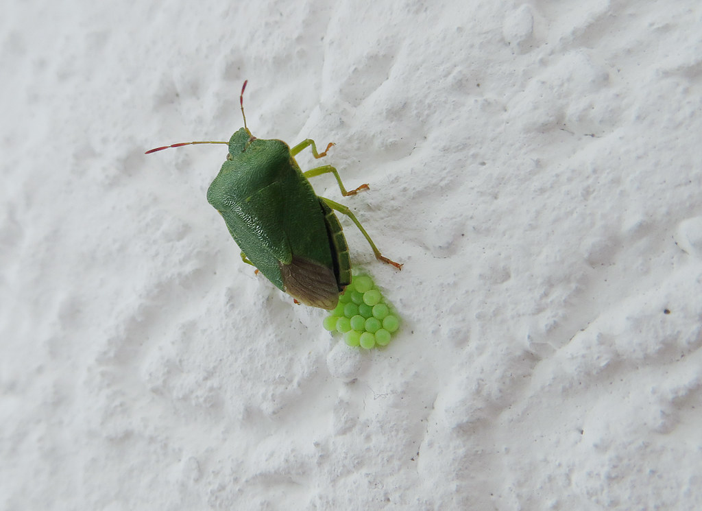 green bug eggs Green shield bug laying eggs on a wall