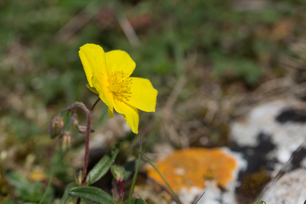 Walton Common Plants Flickr