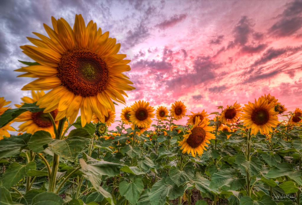 Sunflower Field Sunset Quick trip to a local Sunflower F… Flickr