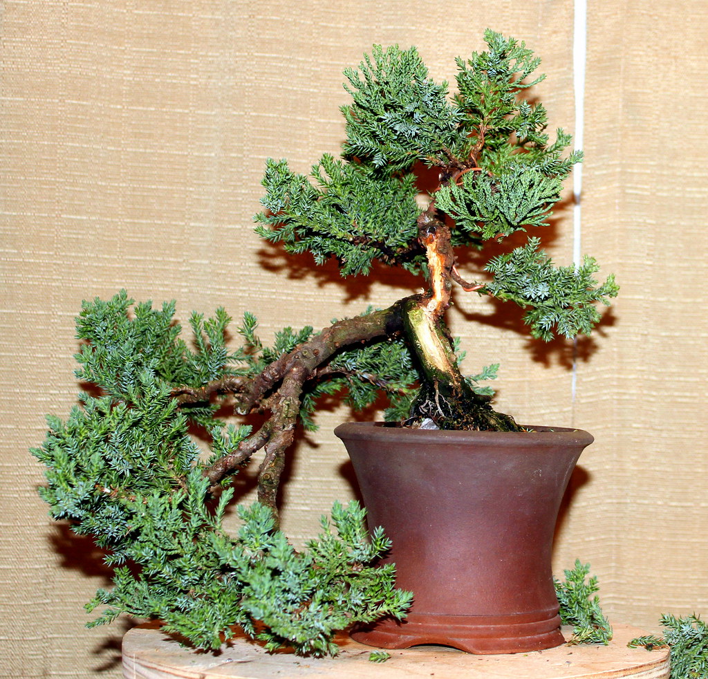 bfronjuni My juniper Bonsai after some work. ed Flickr
