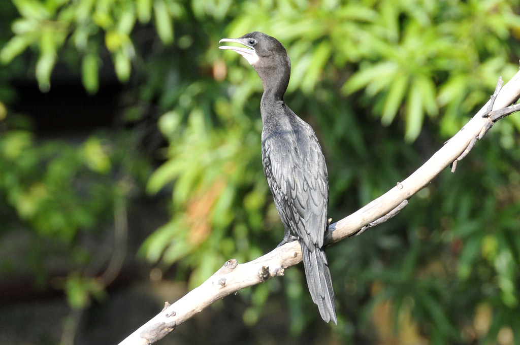 Little Cormorant Marari, Kerala, India Sadik Kassam Flickr