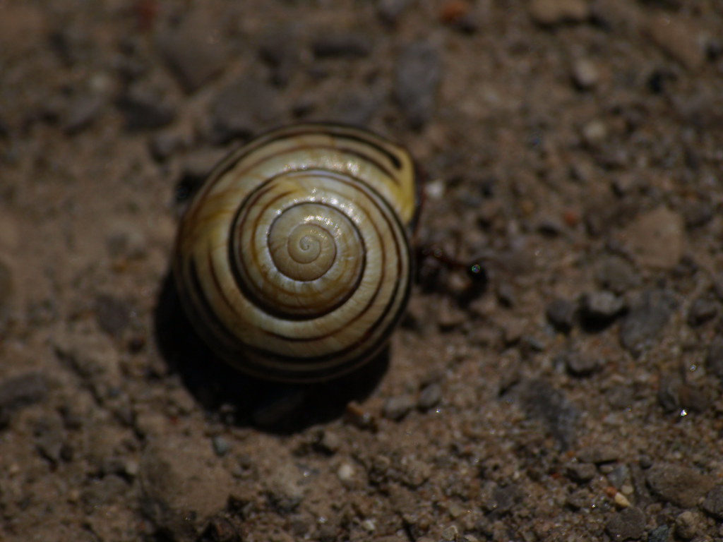 Ant Cleaning Out Snail Shell OLYMPUS DIGITAL CAMERA Flickr