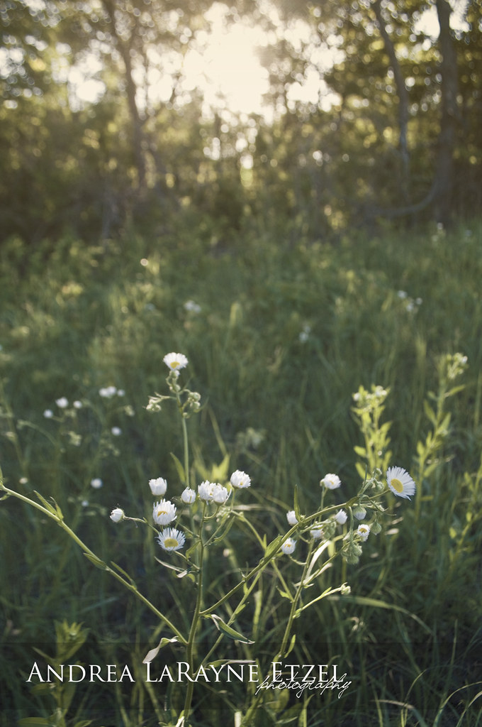2013 Wild Flowers, Konza Prairie Ashland, KS (Manhattan)… Flickr