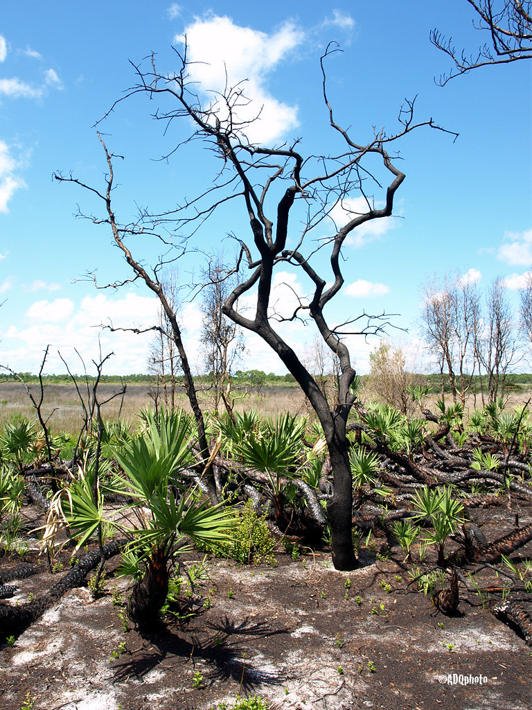 120908_08_HawksBluff Hawk's Bluff trail at Savannah Prairi… Flickr