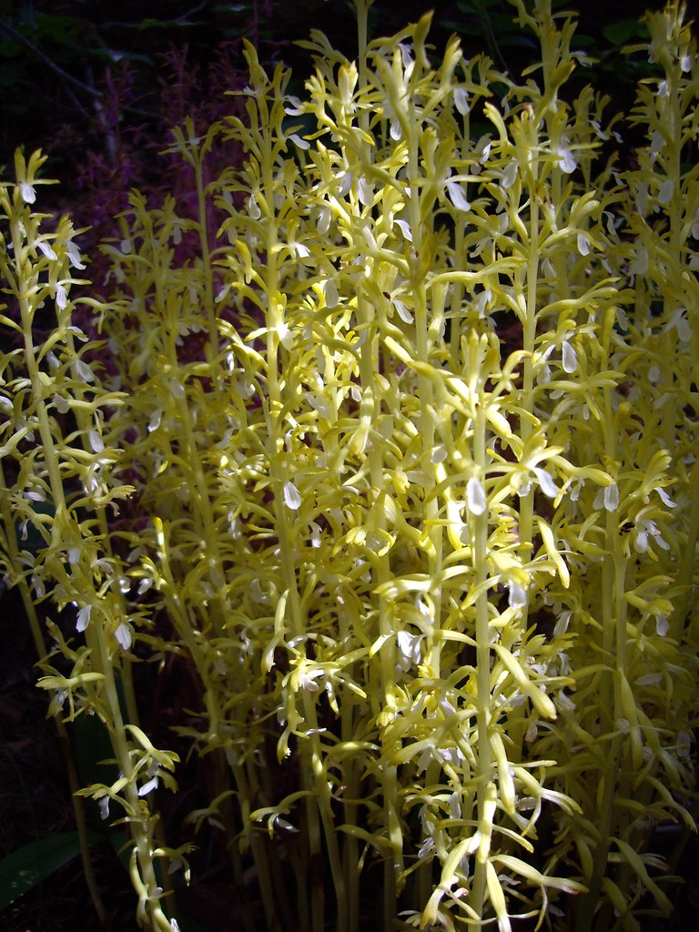 Unusual Wildflower by Nina This looked like a Coralroot bu… Flickr