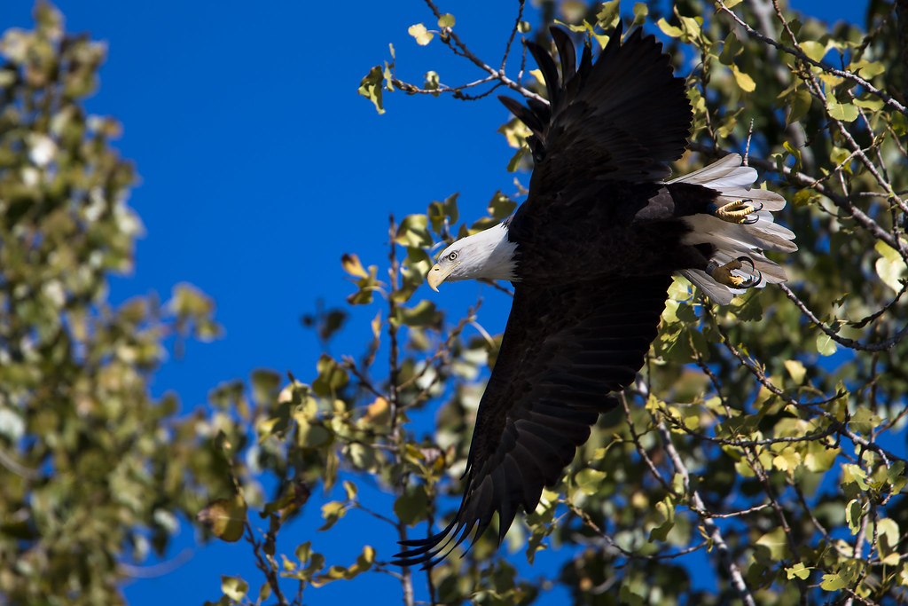 BladEagleTreeFlight American Bald Eagle Connecticut River… Flickr