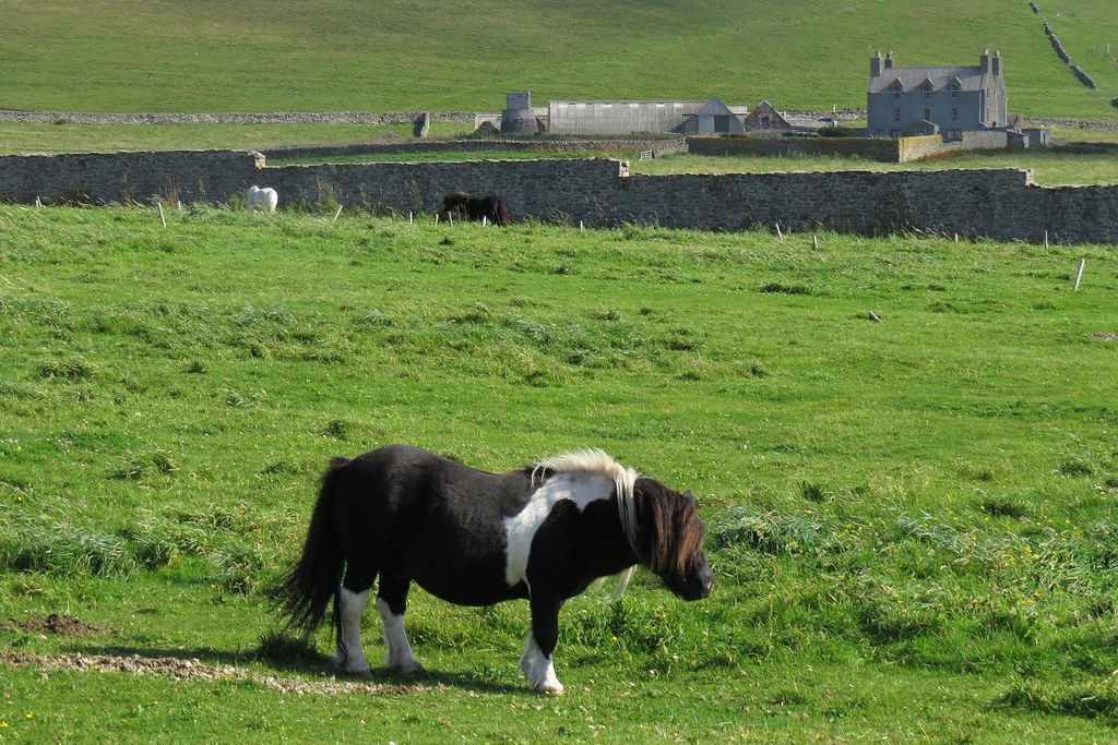 Shetland Pony Shetland Islands, Scotland; the breed origin… Flickr