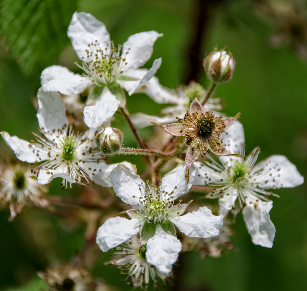 Wild blackberries various stages This bush is showing blac… Flickr