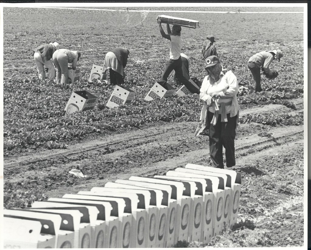Farm Workers in the Salinas Valley, California LH148 © 196… Flickr