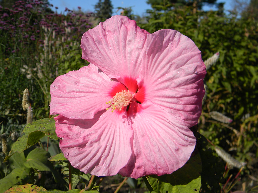 Late Fall Flowers Jacquie Fournier Flickr