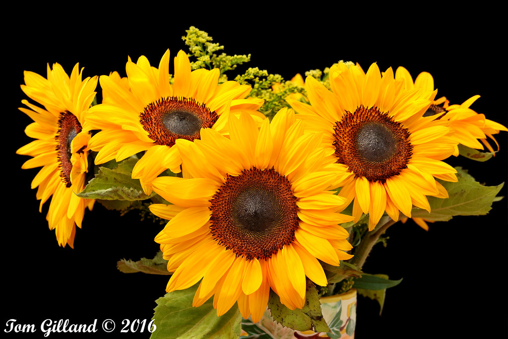 Sunflowers, Burngrange Gardens, West Calder 10 July 2016 Flickr