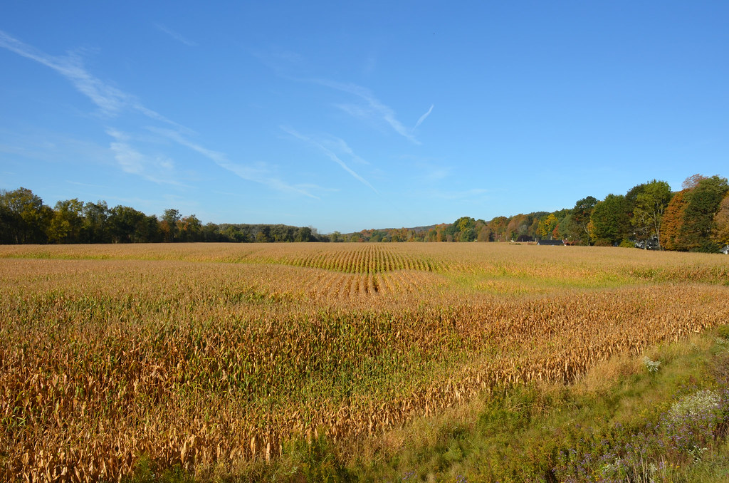 Westernville Corn Field Westernville, NY Oneida County Tourism Flickr