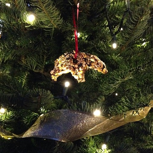 Birdseed ornaments for the outdoor Christmas tree. This on… Flickr