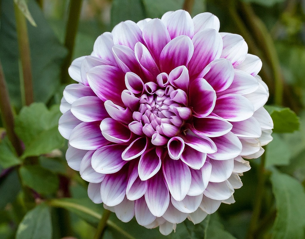 More Beautiful Flowers 11 Flickr