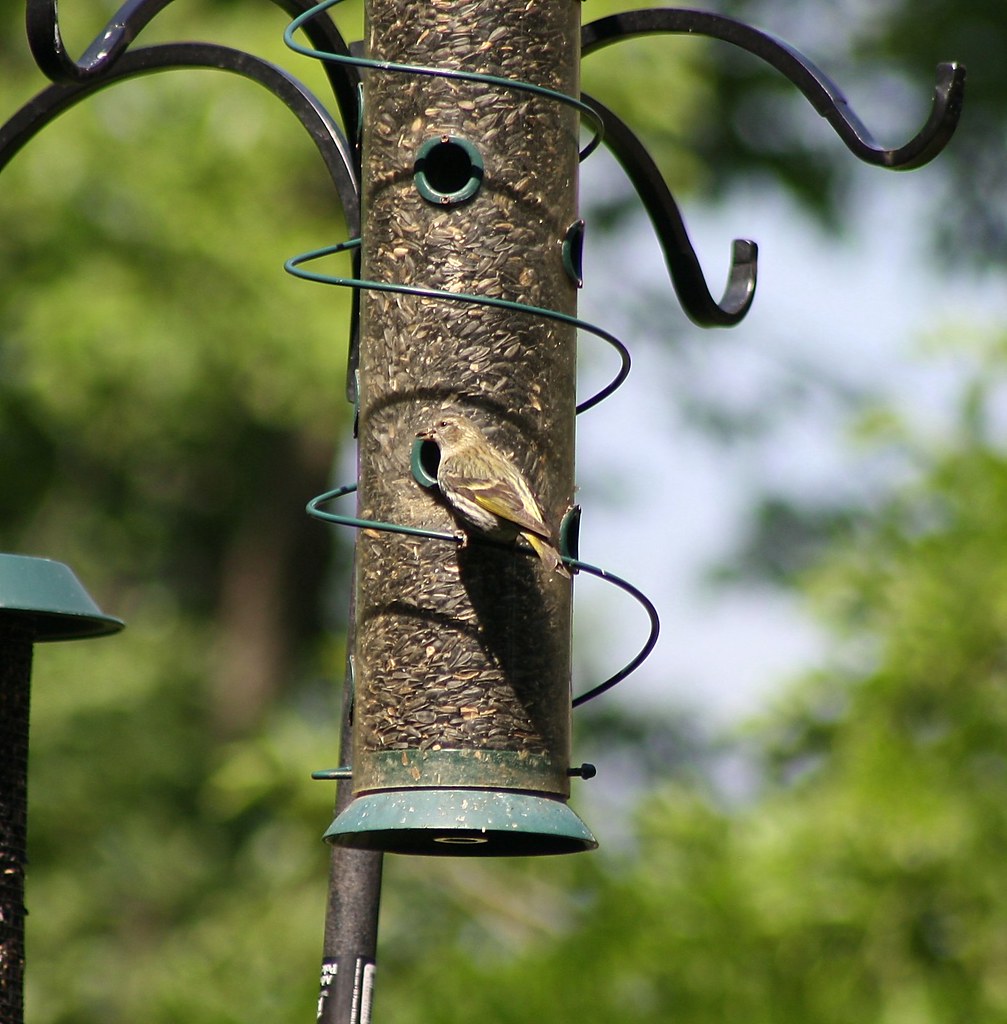 Pine Siskin Union Township, Hunterdon County NJ 6/2/13 fsencher