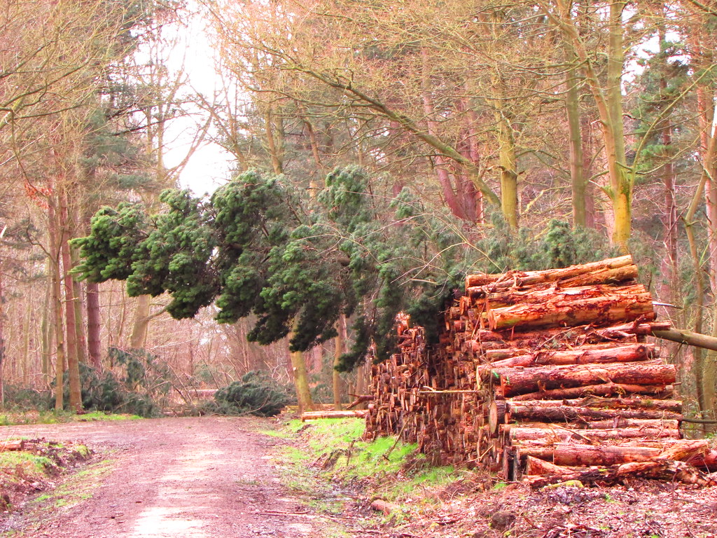 FALLEN Trees down in Selby Forest Wood) Gary Chatterton Flickr