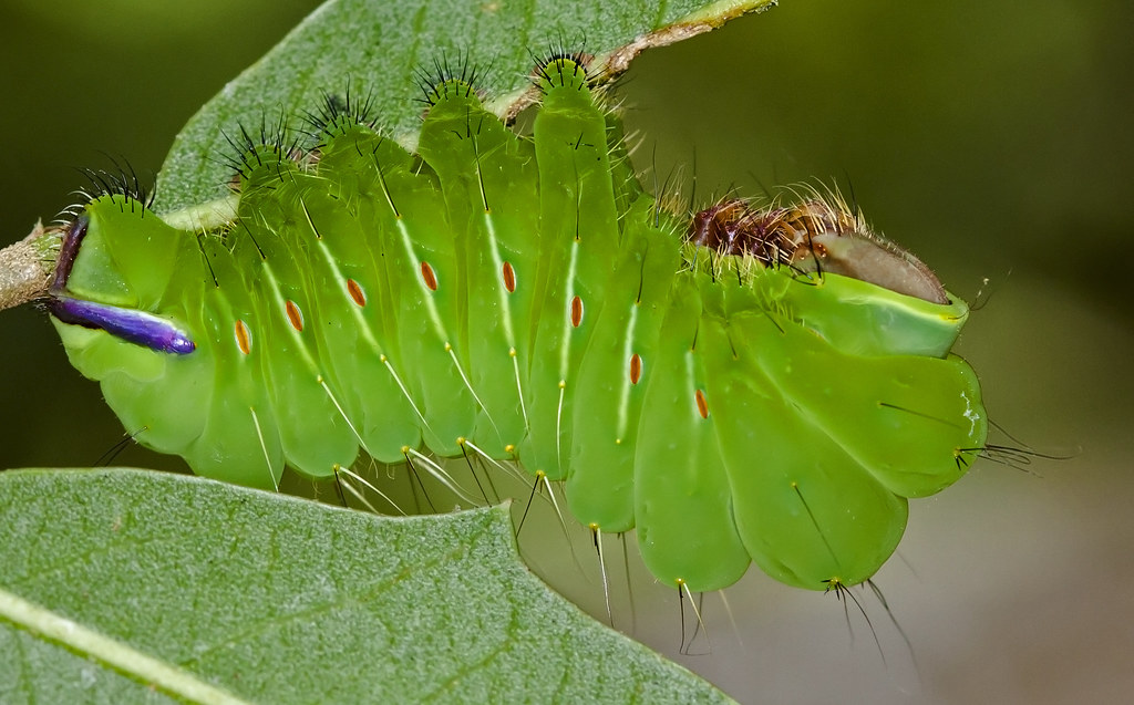 Polyphemus Moth Caterpillar Antheraea polyphemus Flickr