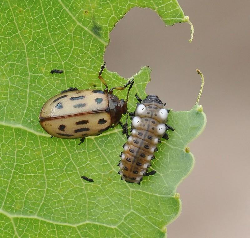 Cottonwood Leaf Beetle Flickr