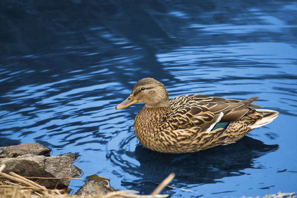 A duck Marjaana Pato Flickr