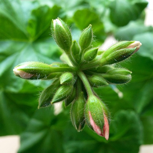 Geranium buds The geraniums I've had near the aerogarden a… Flickr