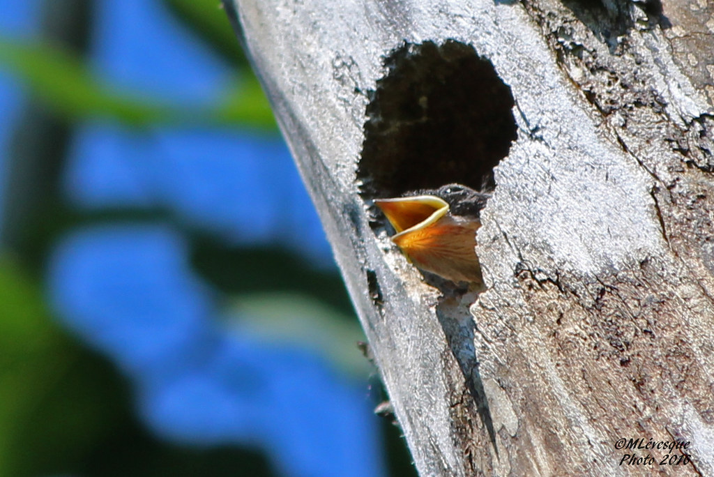 Bébé hirondelle attend maman Baby Tree Swallow Base de