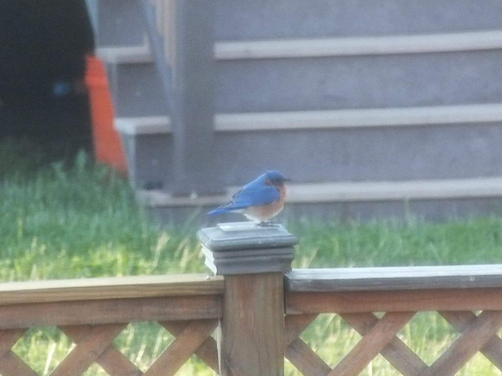 ay 2013 018 terri settle Flickr