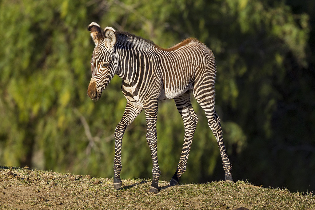 Baby Zebra Explores Habitat at San Diego Zoo Safari Park Flickr