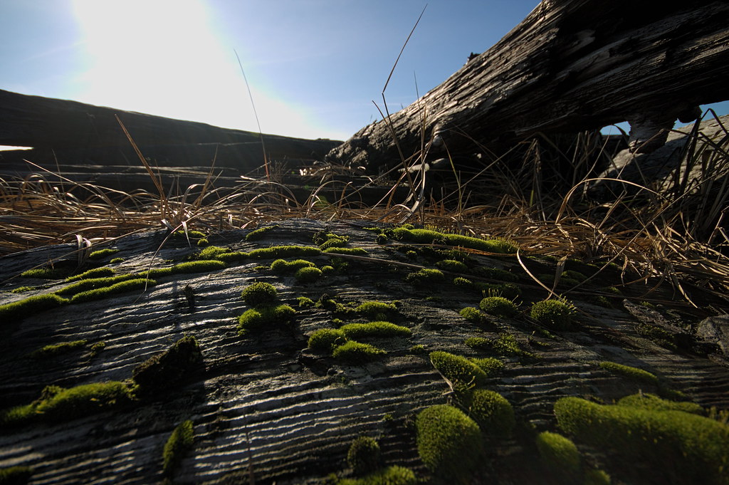 Moss on driftwood Kevin Krebs Flickr