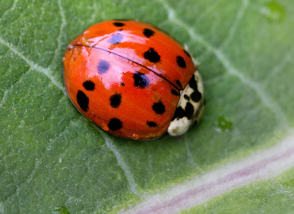 Ladybug Lady bug insect Lady bug C Watts Flickr