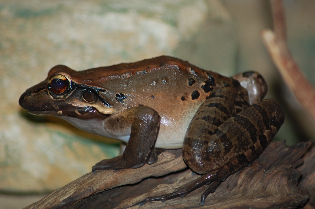 Mountain Chicken Leptodactylus fallax Bristol Zoo 11.9.13 James L