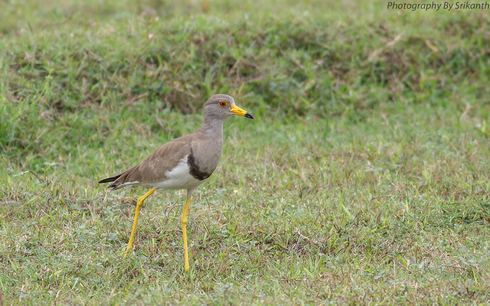 Grey Headed Lapwing 26 Grey Headed Lapwing Vanellus cin… Flickr