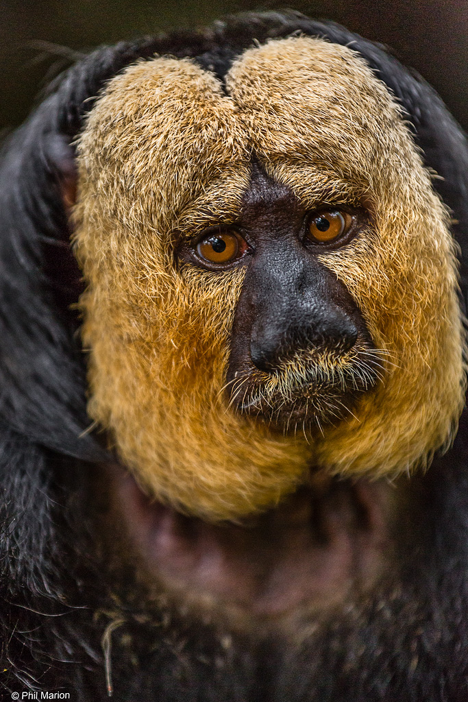 Whitefaced Saki monkey Singapore Phil Marion (192