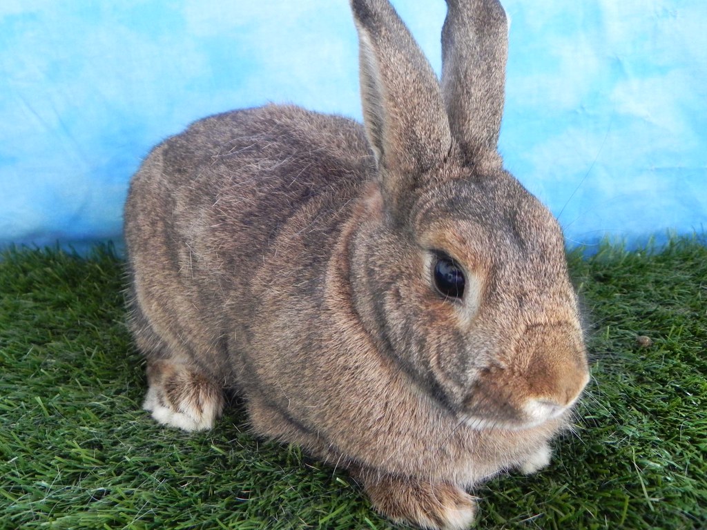 Maple House Rabbit Resource Network Flickr