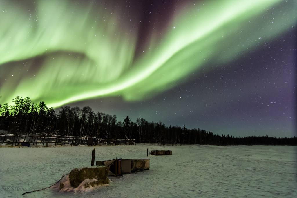 Aurora Dog Sleds Dog Sleds at the Aurora Village The most … Flickr