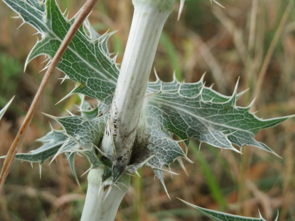 Eryngium campestre FeldMannstreu (Eryngium campestre) an … Flickr