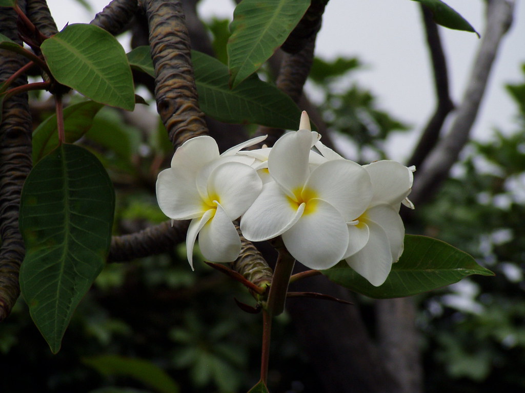 Beautiful Flowers KailuaKona, Hawaii artistkrislevi Flickr
