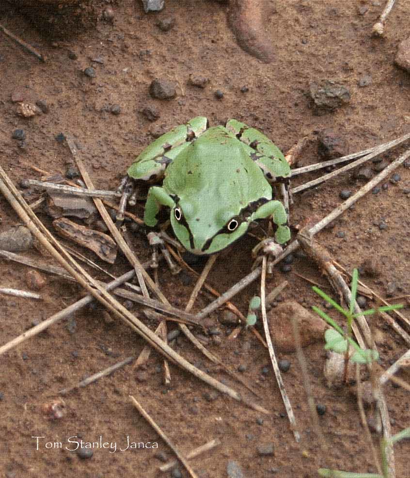 Arizona Tree Frog IMG_9485e3 An Art Photo painting and tex… tom