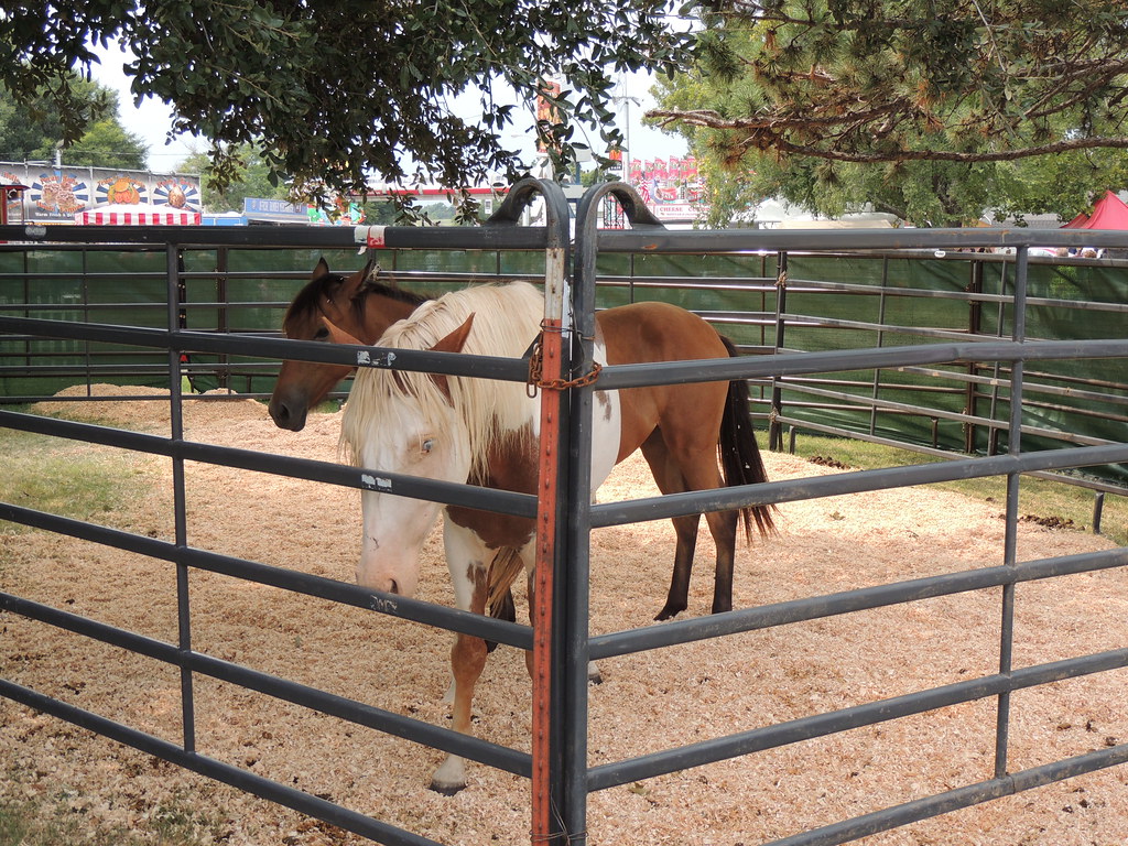 2 horses Oklahoma State Fair 2013 Andrew Penney Photography Flickr