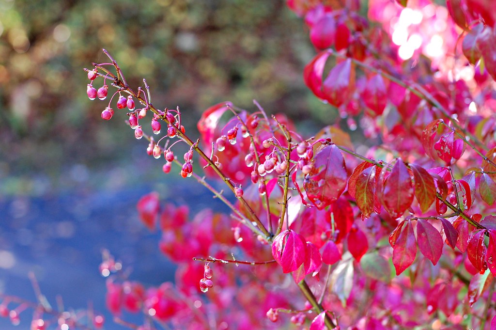 Burning Bush Carol Flickr