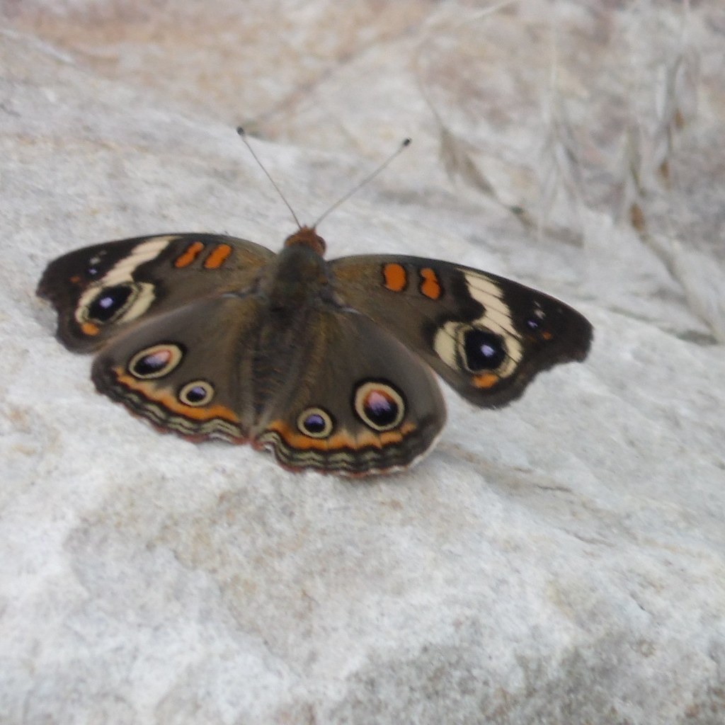 buckeye butterfly gurdon lake park, gurdon, arkansas, 11 a… Flickr