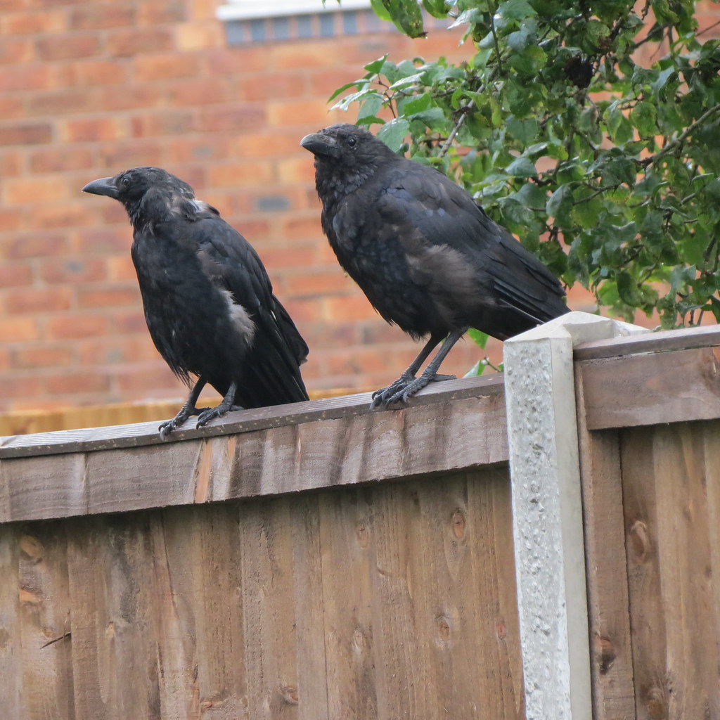 Crows. On my garden fence, best viewed large.. Marie Flickr