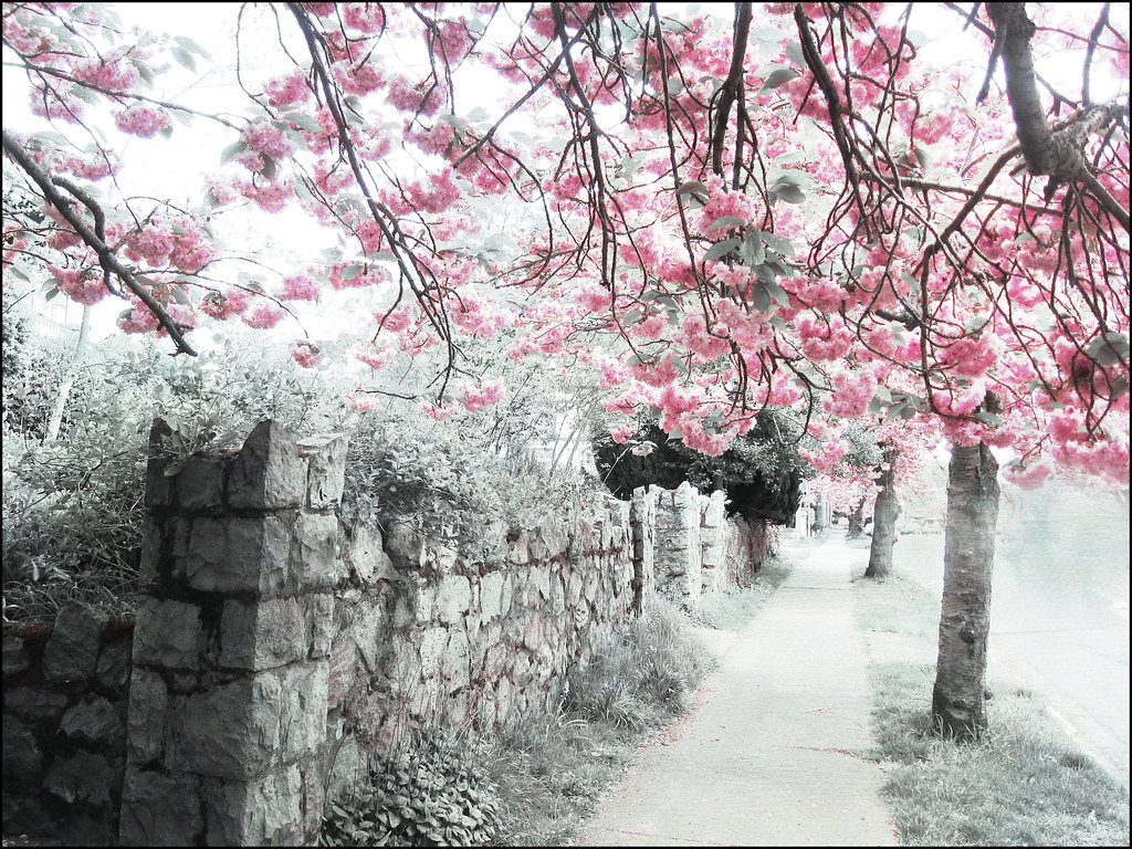 Sakurahanami Sakura is the Japanese name for flowering che… Flickr