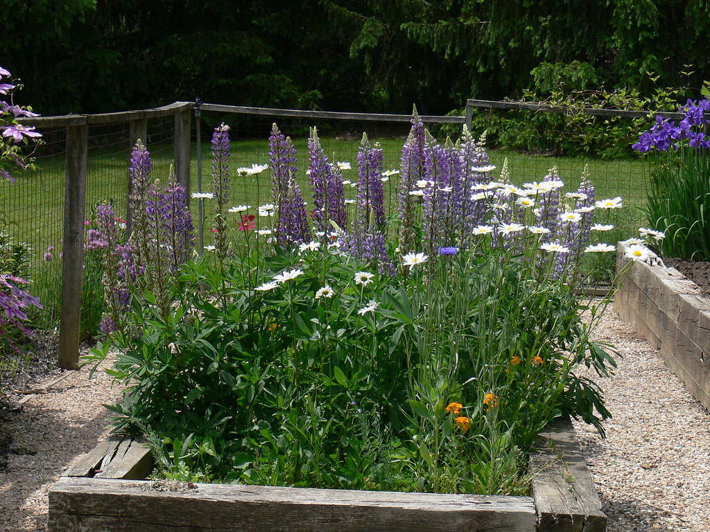 P2040469 Wildflowers, Raised beds Gail Johann Flickr