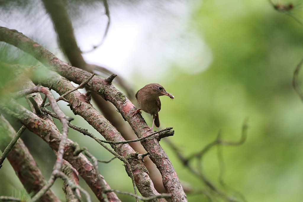 House Wren bringing food to the nest box. Eleanor F Coutts Flickr