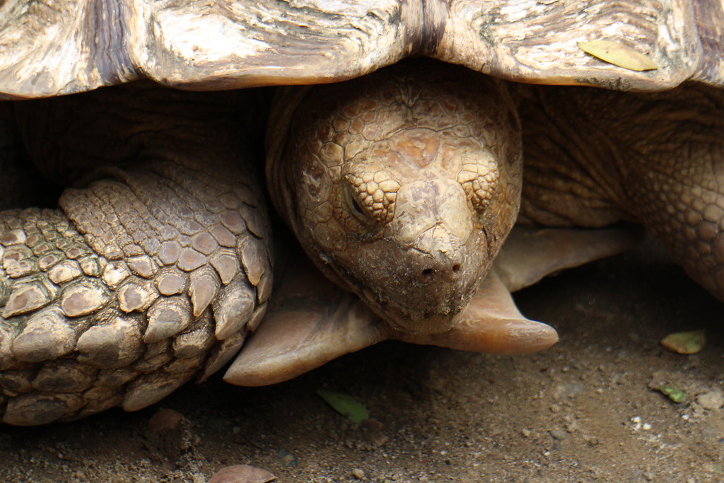 Turtle Manila Zoo JohnAllen Cordero Flickr