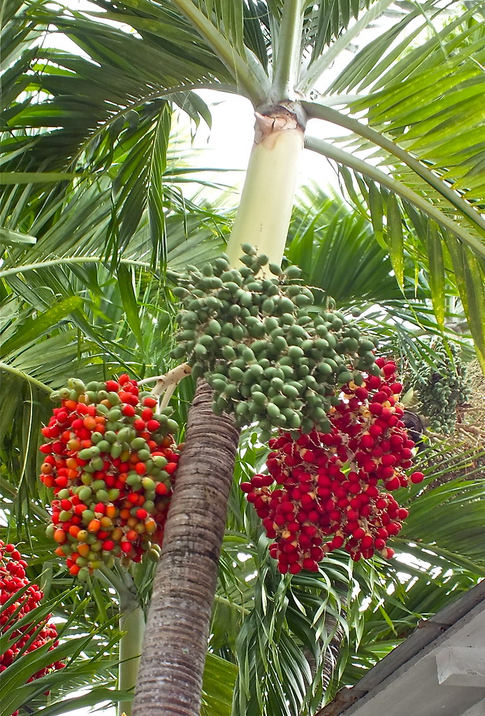 Christmas Tree Palm Cayobo Flickr