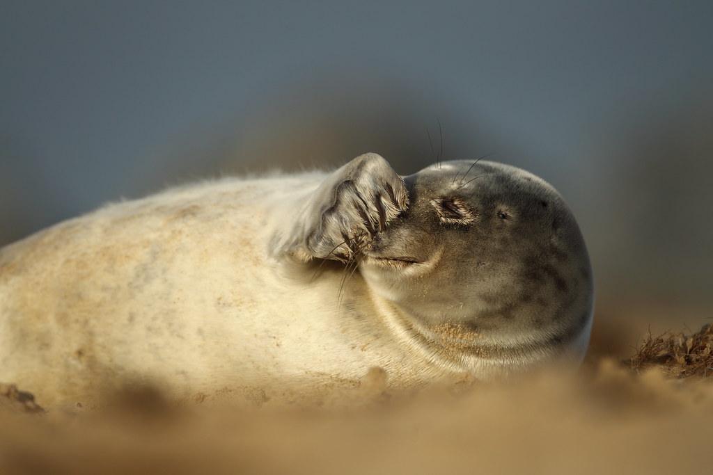 Grey Seal Laughing/Sneezing I couldn't tell whether it was… Flickr