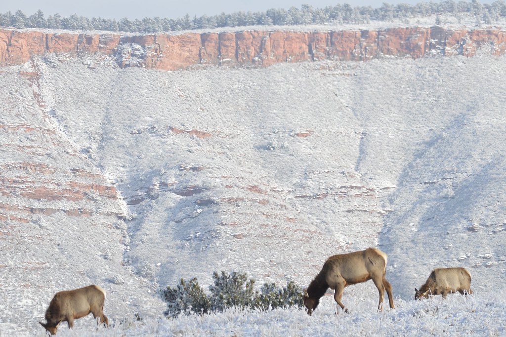 Elk3 Pole Hill Road, Loveland, CO Doyle Flickr