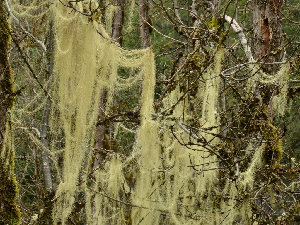 Witch's Hair Lichen (Alectoria sarmentosa) shrouding decid… Flickr