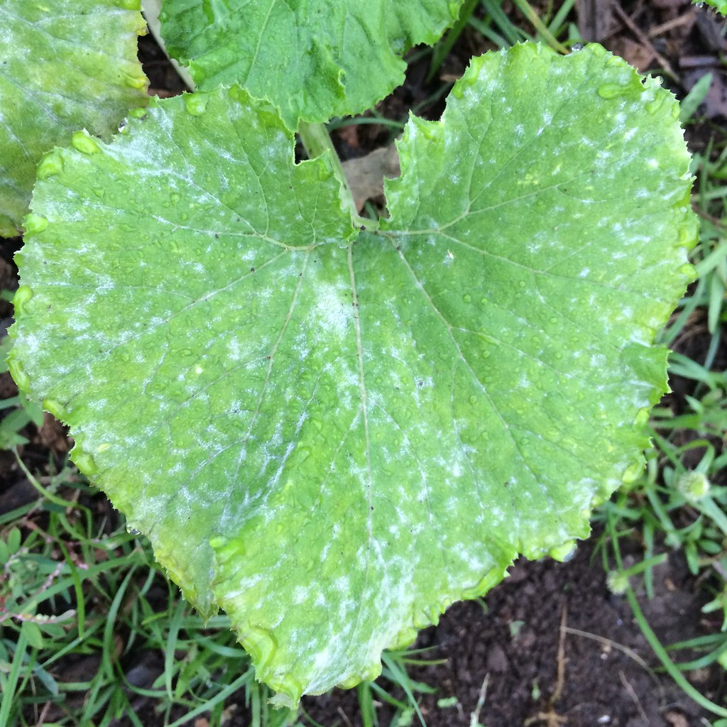 Squash Powdery mildew Read www.ctahr.hawaii.edu/oc/freep… Flickr